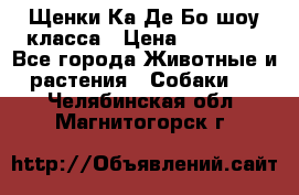 Щенки Ка Де Бо шоу класса › Цена ­ 60 000 - Все города Животные и растения » Собаки   . Челябинская обл.,Магнитогорск г.